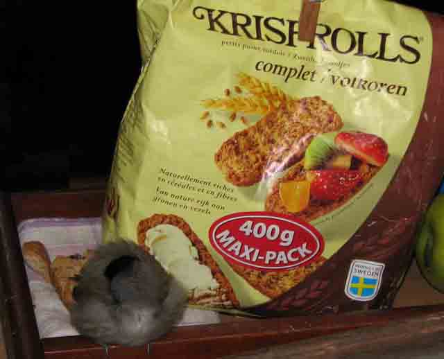 (vogel die Krisprolls gevonden heeft ... te laat echter ... RIP)